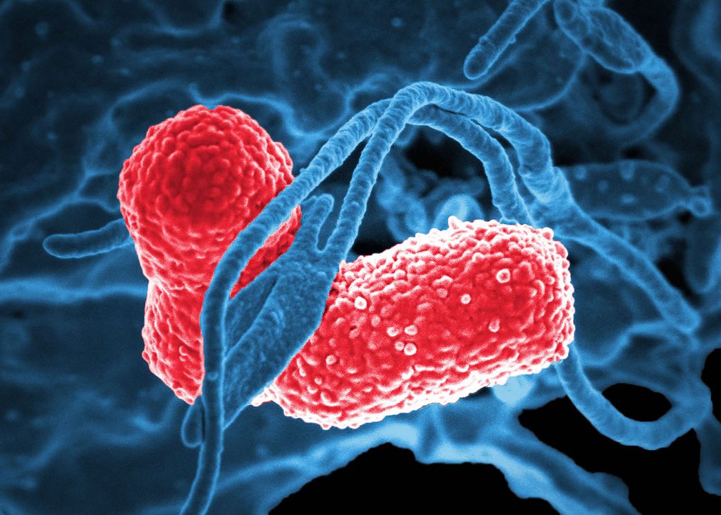 Terza infezione da meningocco fra Bergamo e Brescia: si valuta ambulatorio straordinario