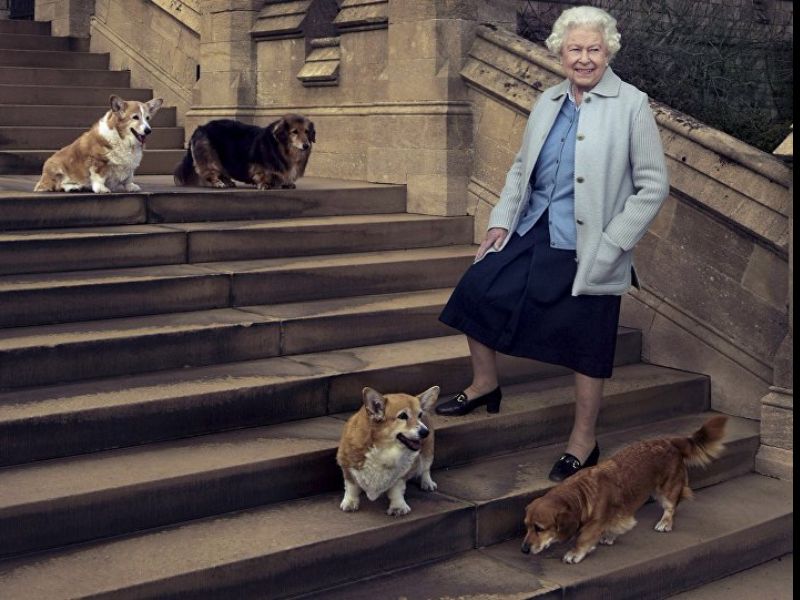 Bambino scrive alla Regina d’Inghilterra “Mi regala uno dei suoi corgi?” Buckingham Palace risponde
