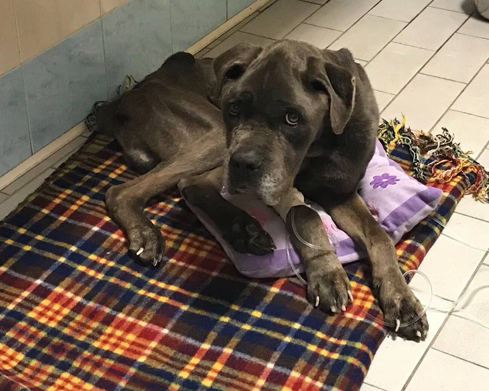 Bullo cerca casa ecco i requisiti per adottarlo