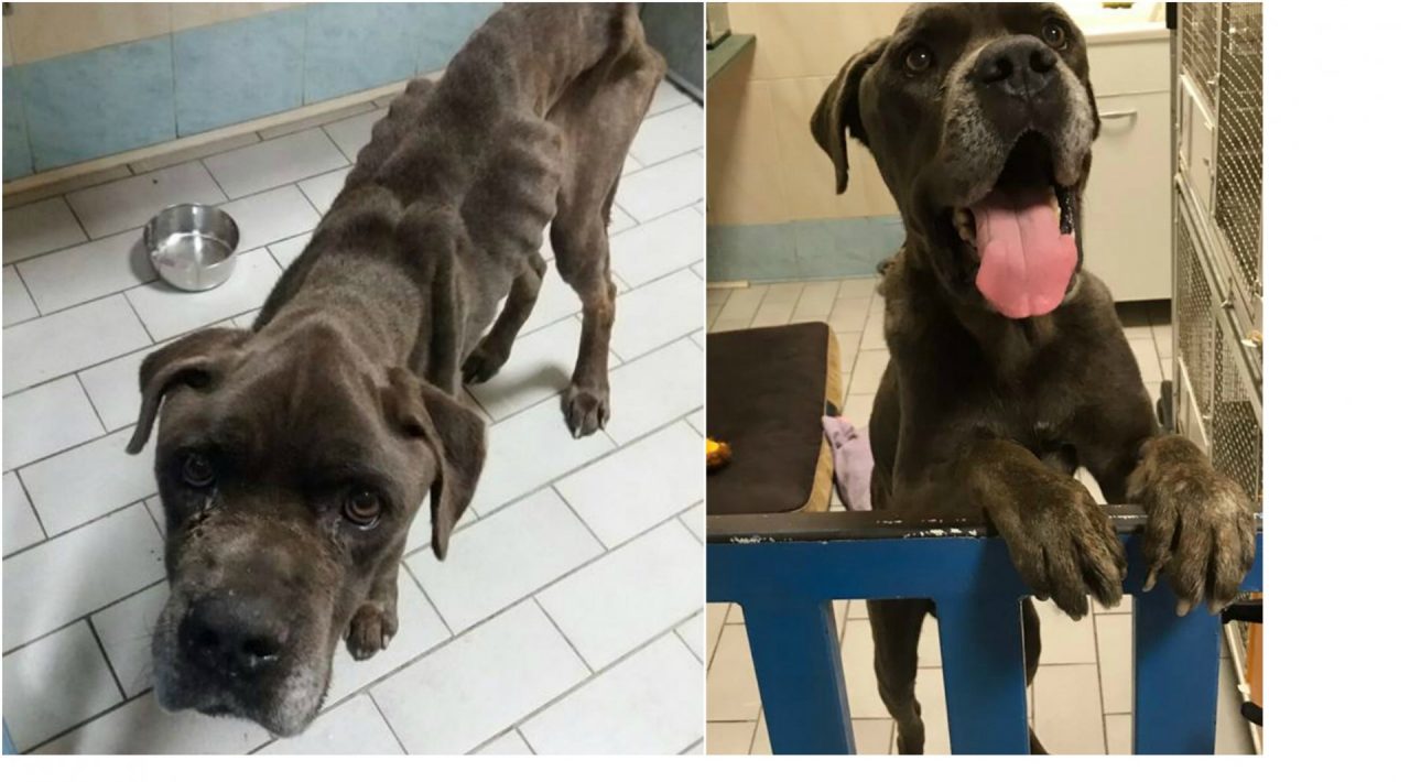 Bullo sta meglio grazie all’immensa generosità della Bassa FOTO