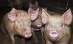 Peste suina: 5mila maiali verso l'abbattimento (a scopo precauzionale)