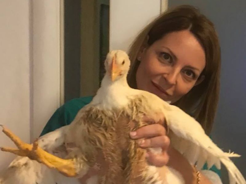 Gallina in fuga Peppina si è conquistata la libertà
