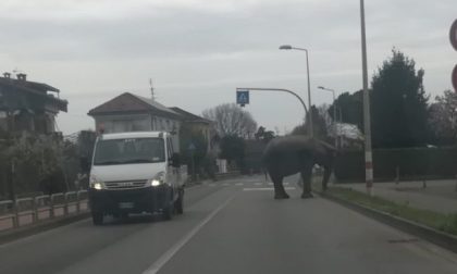 Elefante scappa dal circo e danneggia un’auto