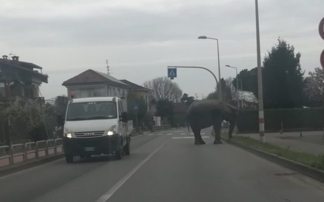Elefante scappa dal circo e danneggia un’auto