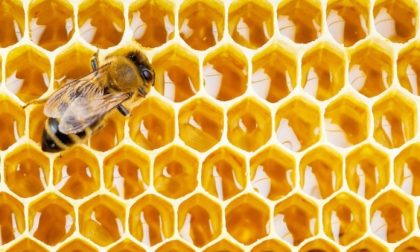 Allerta maltempo sconvolge le api - 50% di miele