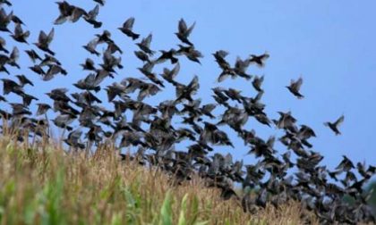 "Gli uccelli danneggiano le vigne" e l'assessore regionale rilancia la caccia in Lombardia