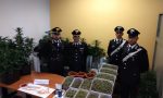 Coltivazione abusiva marijuana in una rispettabile villetta