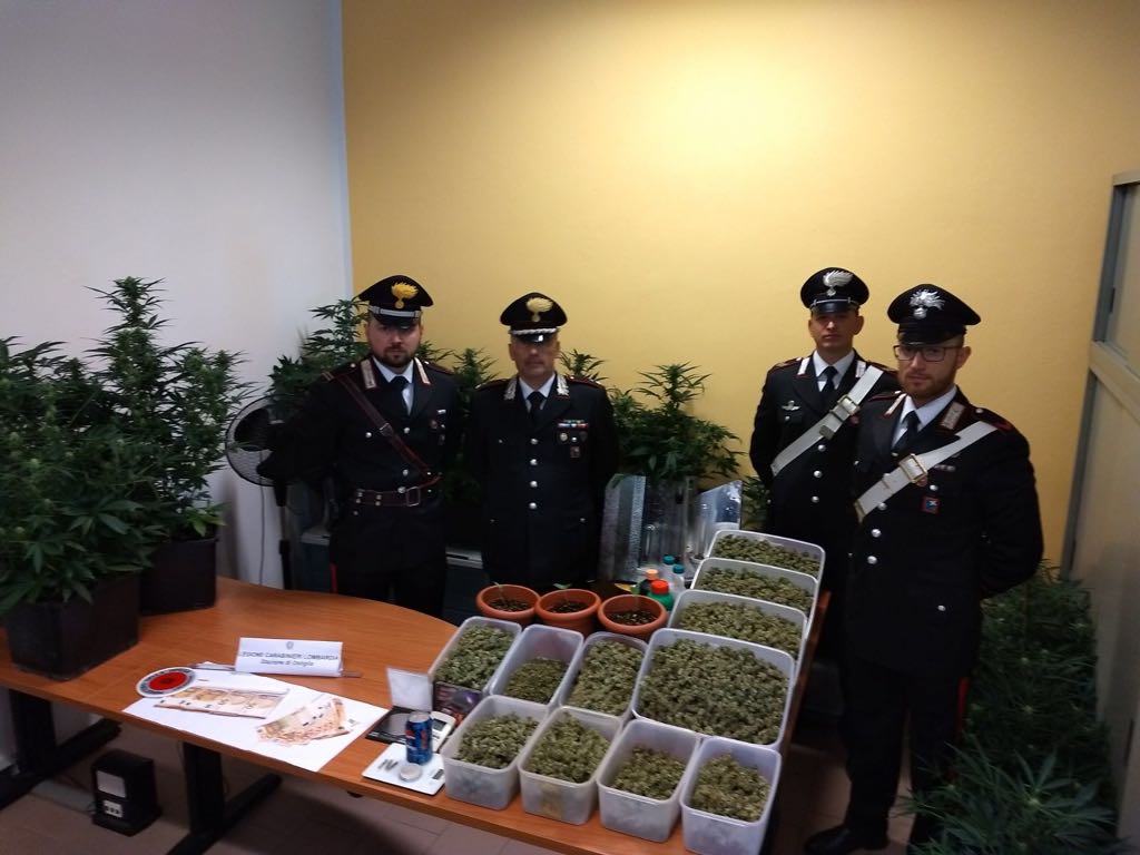 Coltivazione abusiva marijuana in una rispettabile villetta