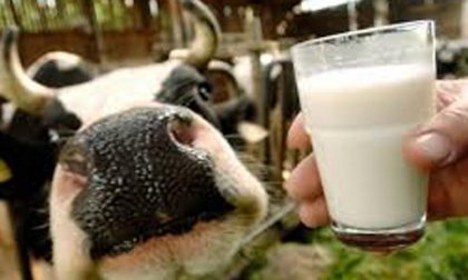 Quote latte fatali: indagine per truffa a Brescia su 37 allevatori