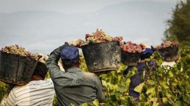 Focolaio Covid a Rodigo: sale a 127 il numero di lavoratori positivi. Tamponi anche in un’altra azienda agricola