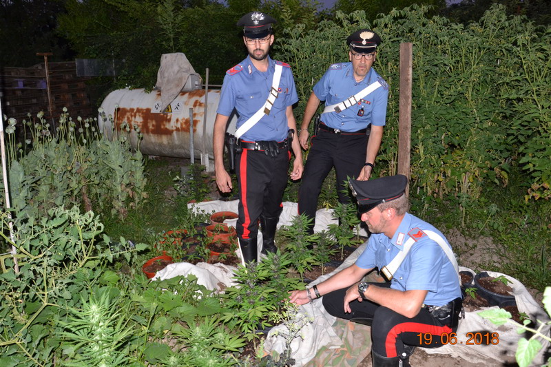 Piantagione di oppio e marijuana in cascina, due arresti a Remedello