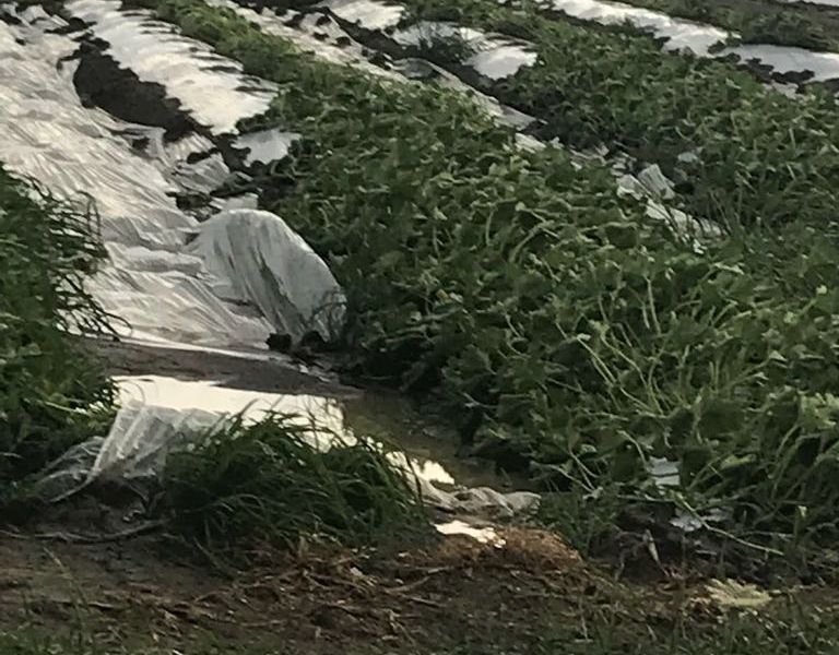Danni maltempo per 5,5 milioni di euro nel Mantovano