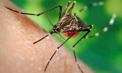 Zanzara West Nile fa paura: altri due morti