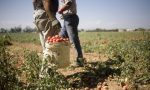 Ancora caporalato in un'azienda agricola, arrestato un 43enne