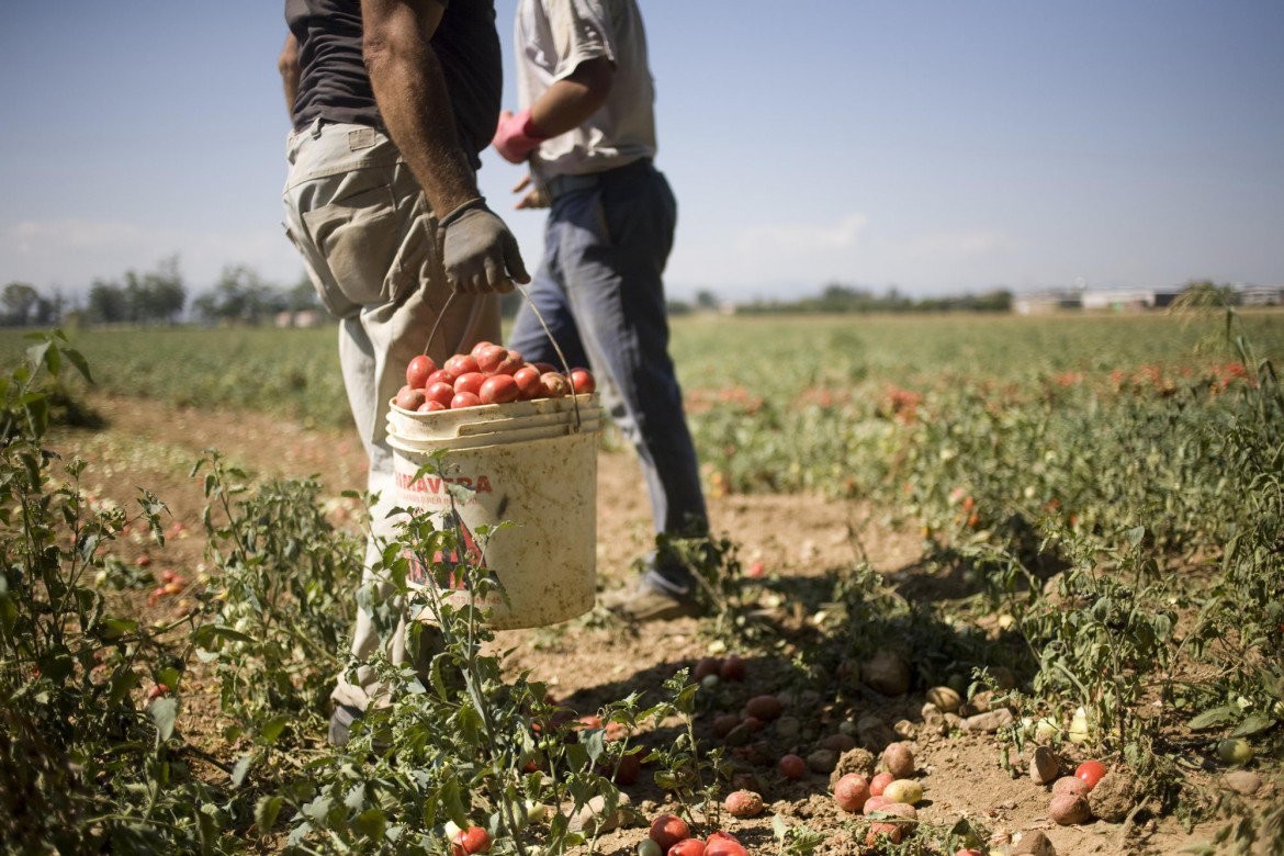 Aziende agricole e Covid: a Rodigo 130 positivi, a Sermide nessuno