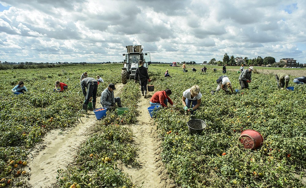 Aziende agricole e Covid, nessuno dei nuovi lavoratori “tamponati” è positivo