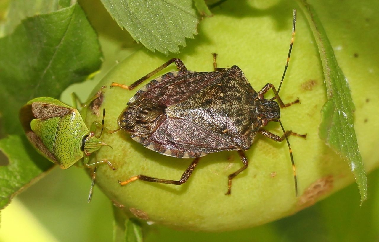 Cimice asiatica: presenza diffusa sul territorio
