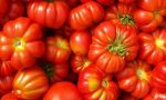 Coldiretti Mantova: pomodoro di ottima qualità ma produzione in calo