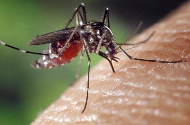 West Nile febbre, aumentano i casi in Veneto per il virus da puntura di zanzara