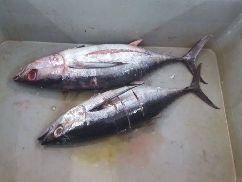 Controlli sul pescato a Mantova, 6mila euro di verbali e un ristorante chiuso
