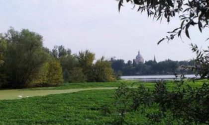 Parco del Mincio: al via i lavori per eradicare la “Ludwigia grandiflora”