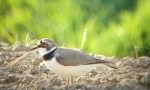 Parco del Mincio: birdwatching alla scoperta degli uccelli limicoli