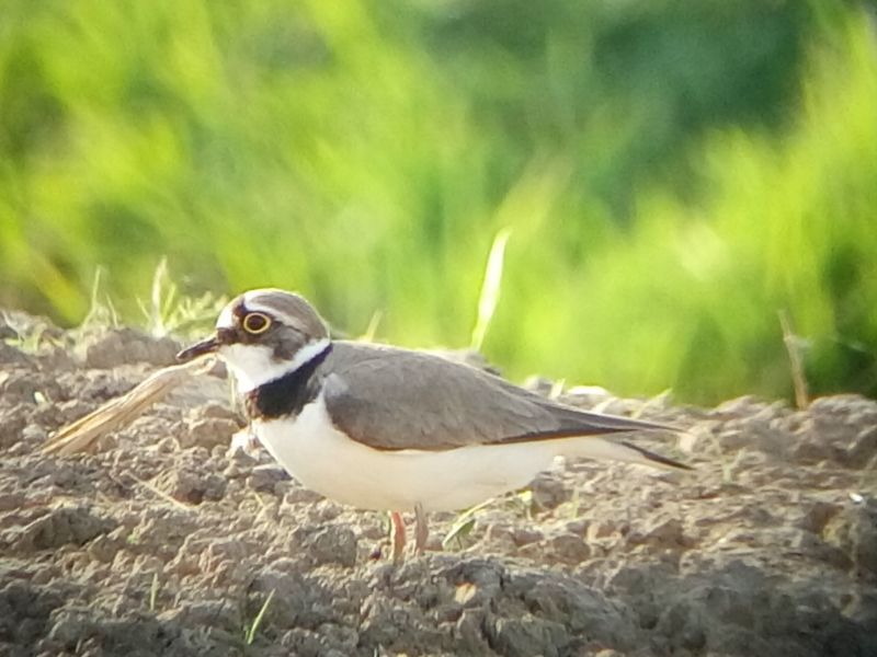Parco del Mincio: birdwatching alla scoperta degli uccelli limicoli