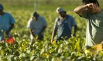 Caporalato e lavoro nero, un arresto e due denunce