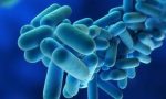 Legionella in Lombardia, morto un anziano