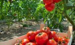 "Vendemmia" pomodoro: -12% per grandine e sbalzi temperatura