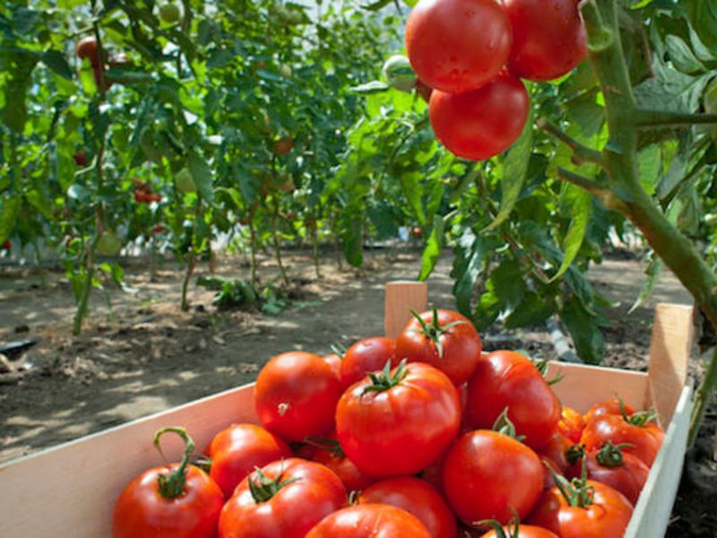 “Vendemmia” pomodoro: -12% per grandine e sbalzi temperatura