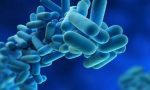 Legionella in Lombardia, un caso anche a Mantova