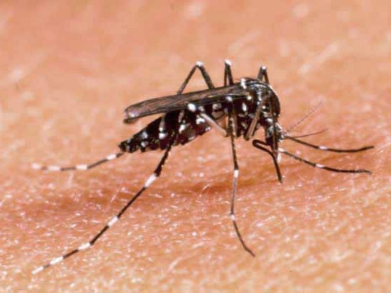 Zanzara tigre: massima allerta nella Bassa