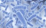 Legionella come prevenire il contagio