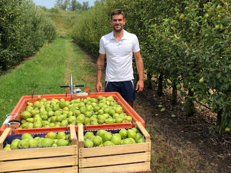 Produzione pere in crescita, Coldiretti: buona annata