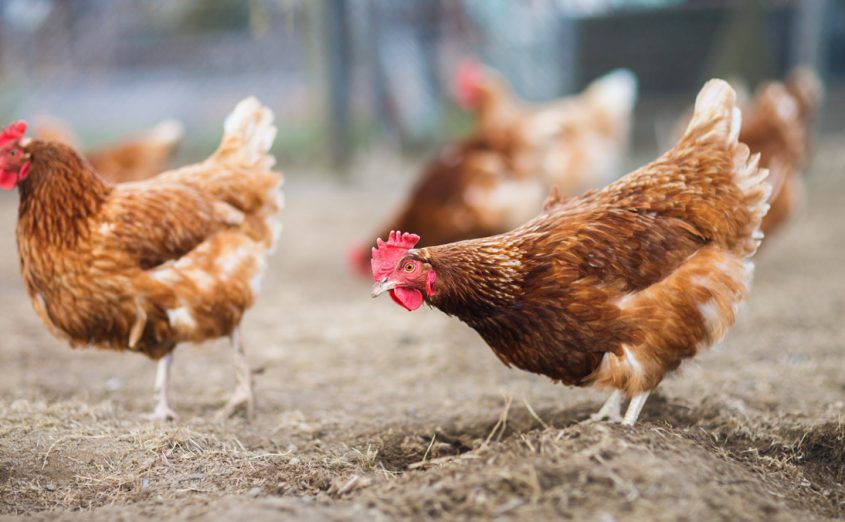 Avicoltura italiana, Mipaaft: da Unione Europea 11 milioni