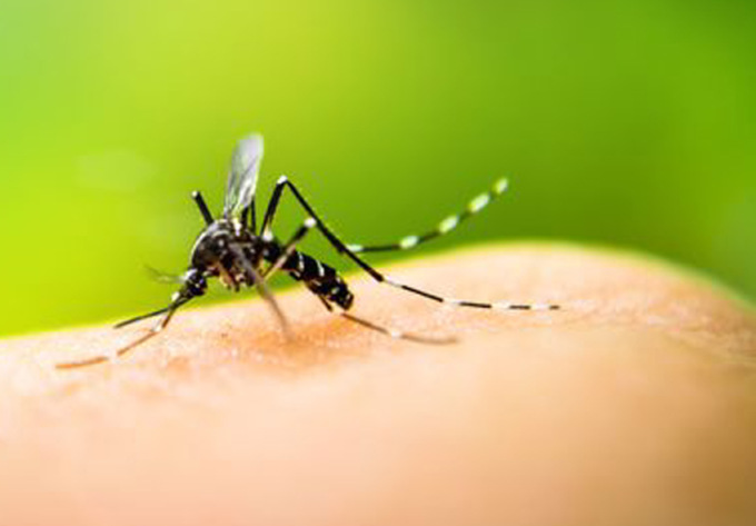 Nuovo positivo al West Nile virus nel Mantovano, è ricoverato ad Asola