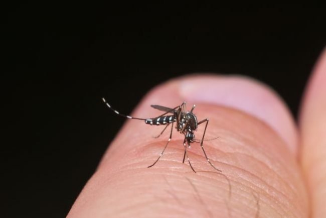 Virus West Nile: un altro decesso