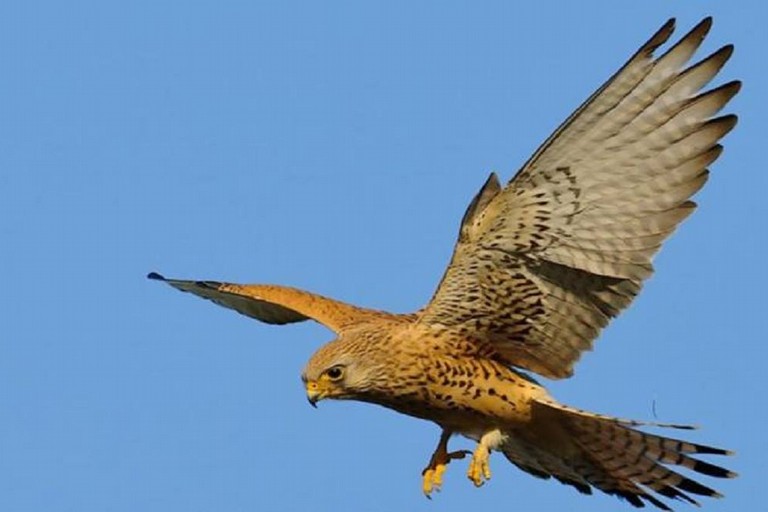 Centro di recupero fauna selvatica rinasce a Mantova: oggi si libera un falco