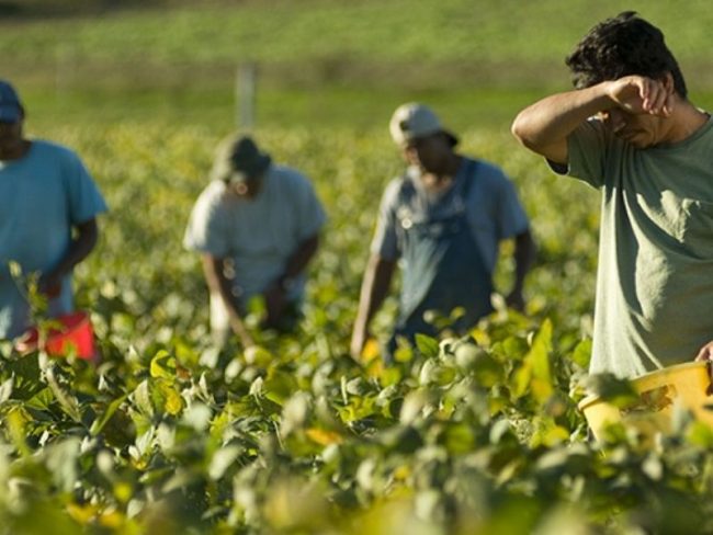 Caporalato nei campi: al lavoro sotto il sole cocente nonostante la sospensione dell’attività