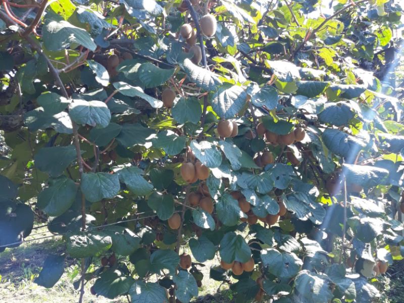 Coltivazione kiwi verso una stagione positiva: produzioni +10%