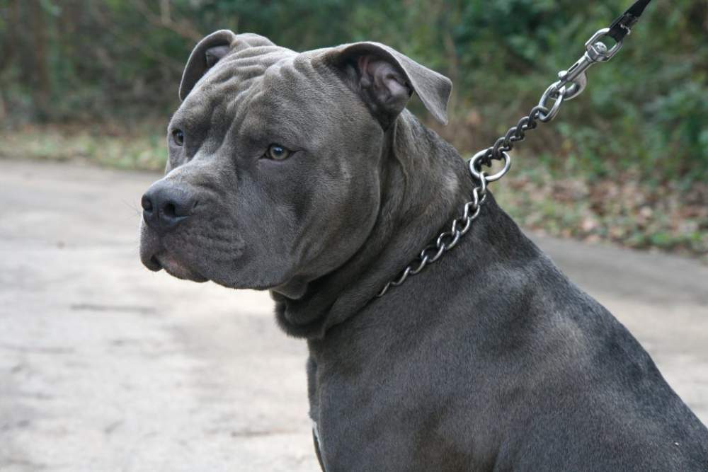 Pitbull si rivolta e aggredisce padrone davanti a una scuola