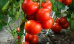 Coldiretti Mantova: produzione pomodoro da industria giù dell'11%