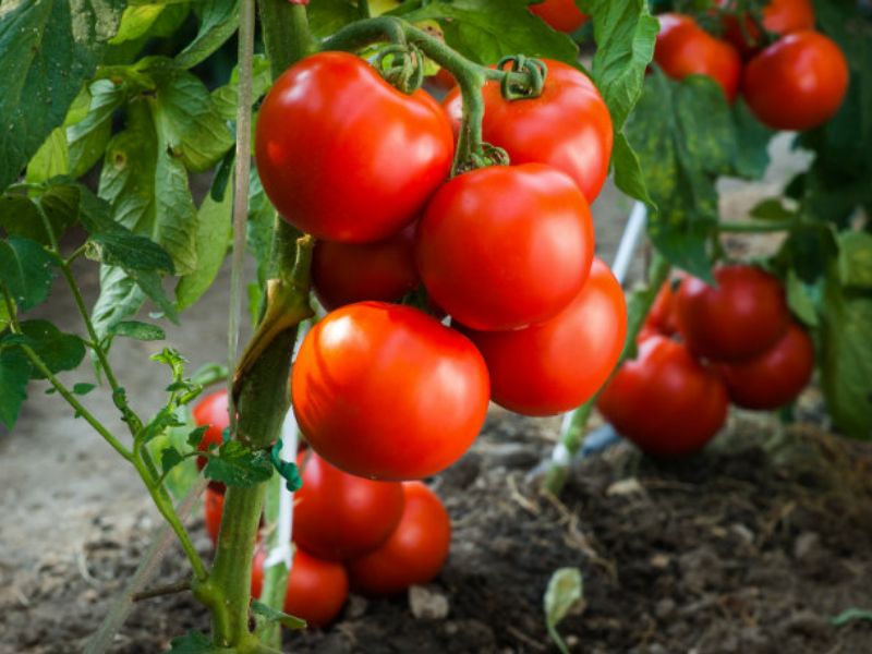 Coldiretti Mantova: produzione pomodoro da industria giù dell’11%