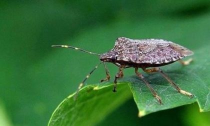 Invasione di cimici, danni ingenti per gli agricoltori