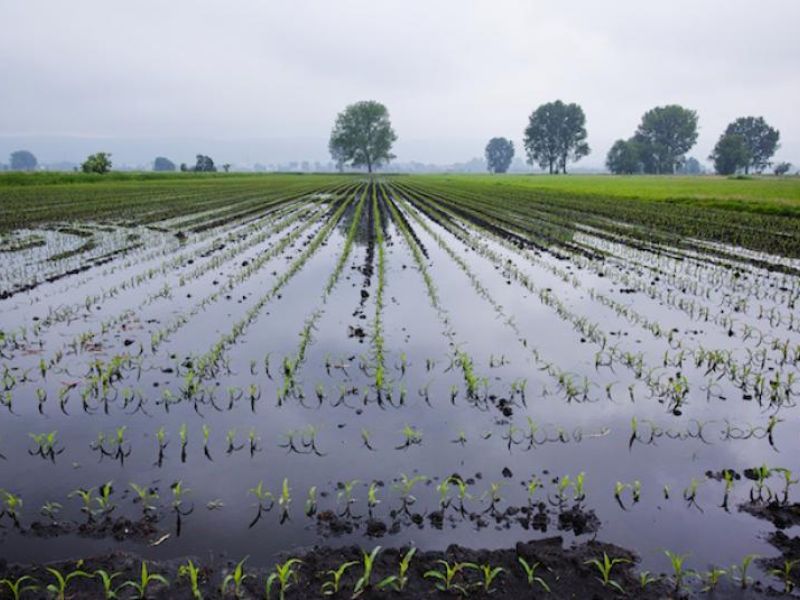 Maltempo Ostiglia, Coldiretti Mantova: bene richiesta calamità naturale