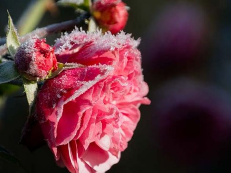 Arriva il freddo: un decalogo per salvare piante e fiori sul balcone