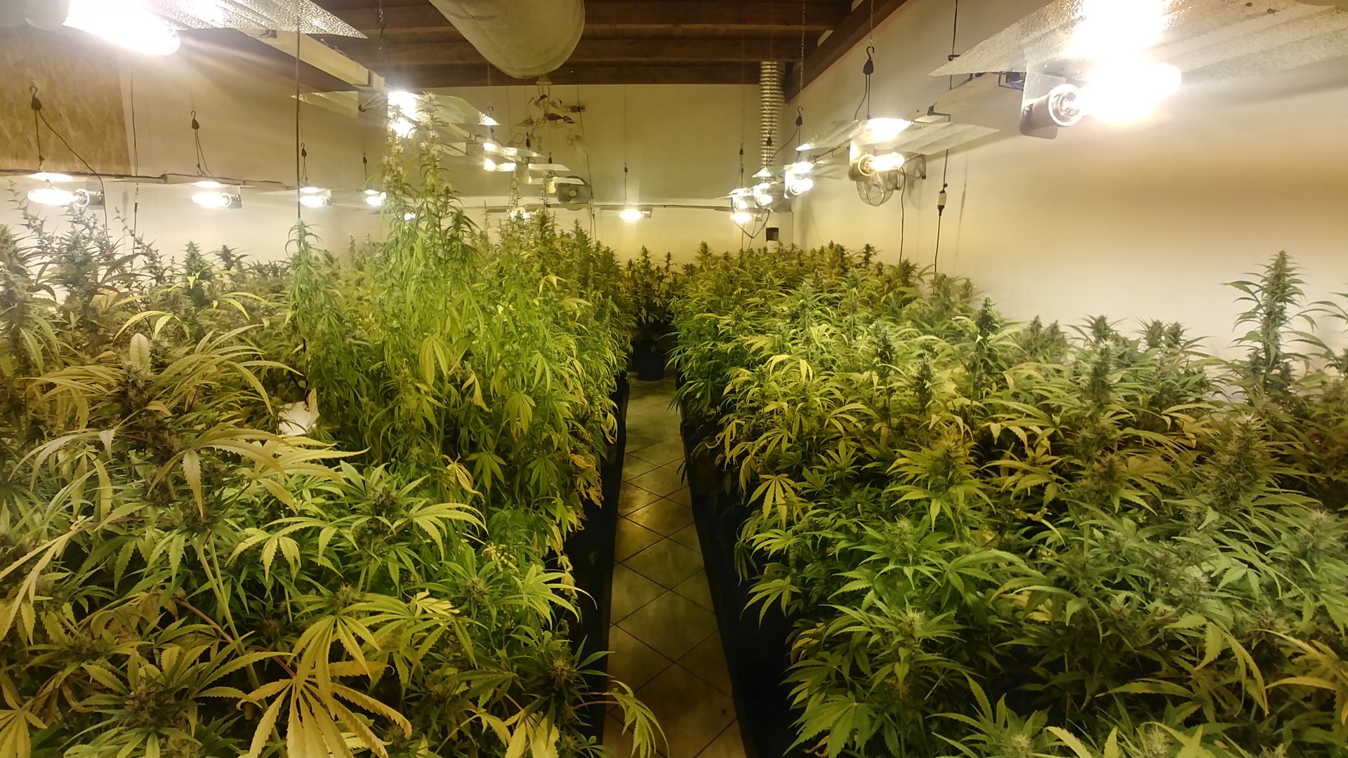 Coltiva marijuana in casa: sequestrate 316 piante FOTO