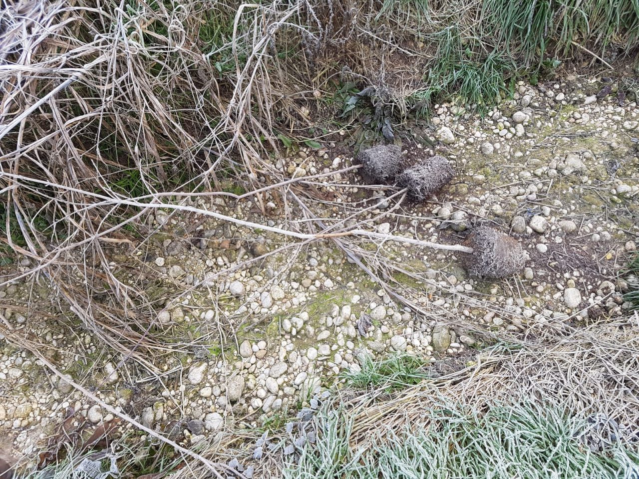 Parco del Mincio: rubati e distrutti 109 arbusti, gratuita inciviltà