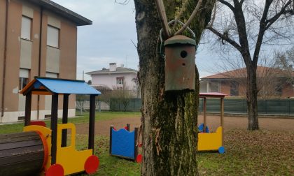 Casette nido nel giardino della scuola: cura di pipistrelli e cinciallegre